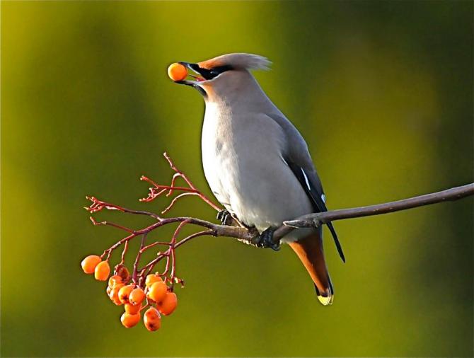 Waxwing in the grounds